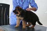 BERGER ALLEMAND - BROSSAGE 004